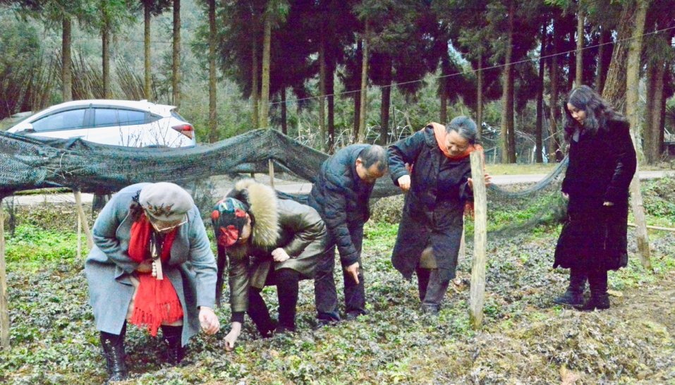 雅安洪雅1.png
