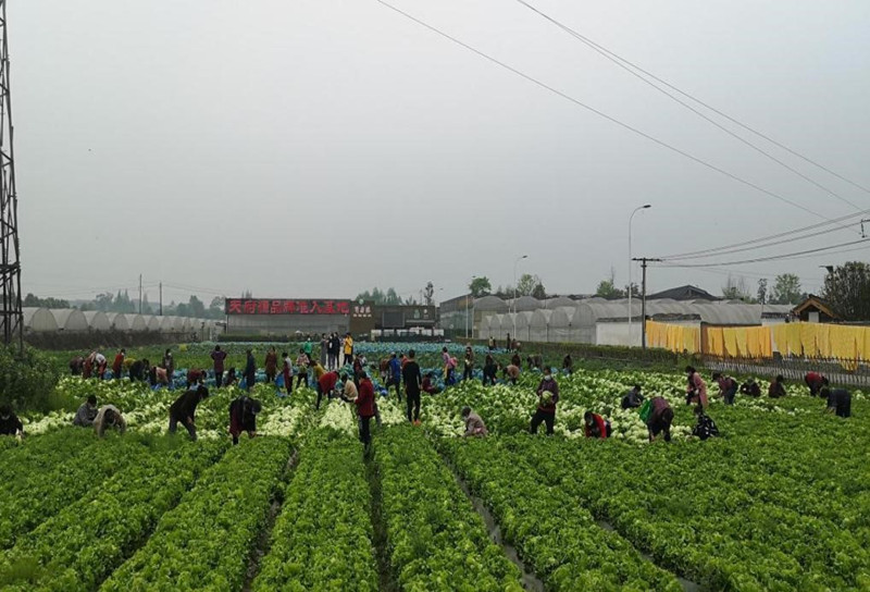 蔬菜组织现场_副本.jpg